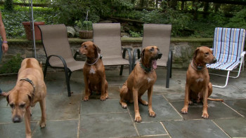 One Nation Under Dog (2012) download