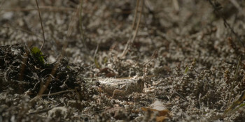 Only on Earth (2025) download