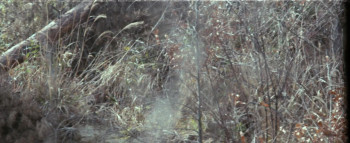 Woods Are Wet: Woman Hell (1973) download