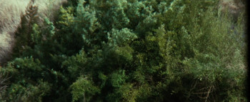 Woods Are Wet: Woman Hell (1973) download