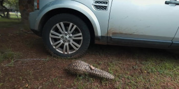 Pangolin: Kulu's Journey (2025) download