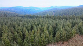 Panthera Britannia Declassified/Big Cat Britain Declassified (2023) download