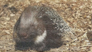 Panthera Britannia Declassified/Big Cat Britain Declassified (2023) download