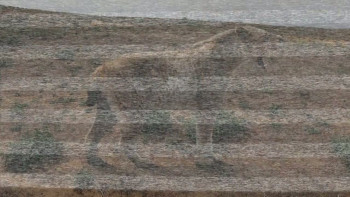 Panthera Britannia Declassified/Big Cat Britain Declassified (2023) download