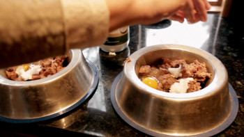 Pet Fooled (2016) download