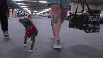 Pets (2025) download