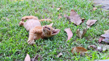 Pets 2 (2021) download