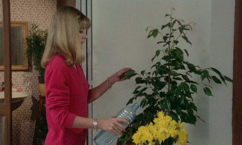 Pile ou face (1980) download