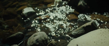 Protein (2024) download