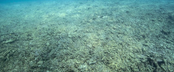 Reef Builders (2025) download