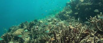 Reef Builders (2025) download