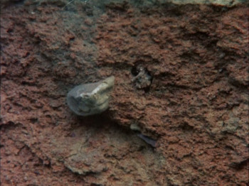 Requiem for a Village (1975) download