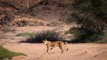 Saving Giraffes: The Long Journey Home (2022) download