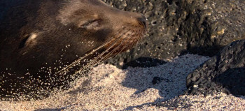Sea Lions of the Galapagos (2025) download