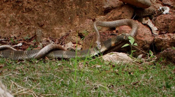 Secrets of the King Cobra (2010) download