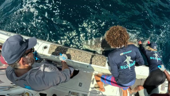 Shark Beach with Anthony Mackie (2024) download