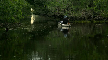 Shark Beach with Anthony Mackie (2024) download