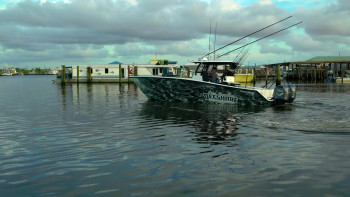 Shark Beach with Anthony Mackie (2024) download