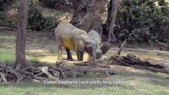 Silent Forests (2019) download