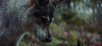 Solitarium (2025) download