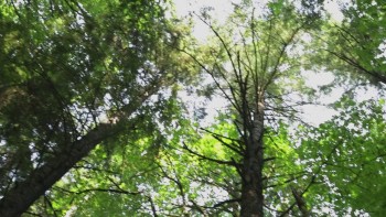 Star Leaf (2015) download