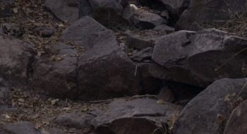 Sujo (2024) download