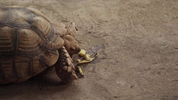 Sun of the Soil (2019) download