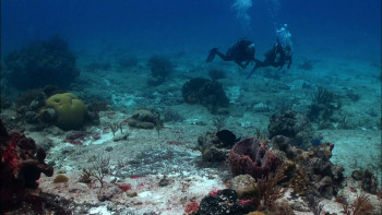 Super Shark (2011) download