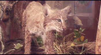 Swamp Woman (2023) download