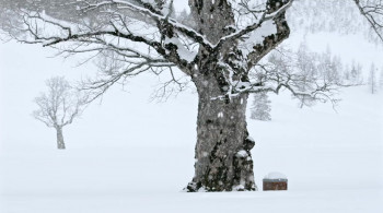 Tagebuch einer Biene (2020) download