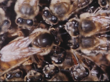 Terror Out of the Sky (1978) download