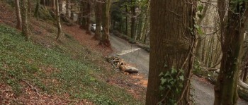 The Adored (2012) download