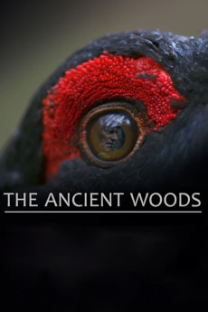 The Ancient Woods (2017) download