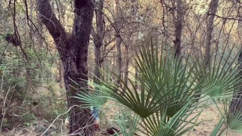 The Arkansas Pigman Massacre (2025) download