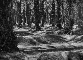 The Beast with a Million Eyes (1955) download