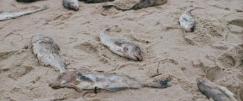 The Block Island Sound (2020) download