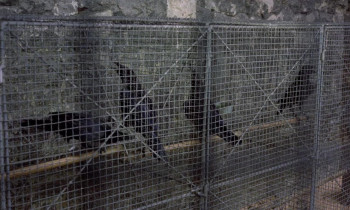 The Boy Who Turned Yellow (1972) download