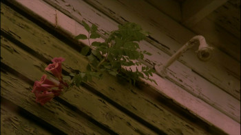 The Conscientious Objector (2004) download