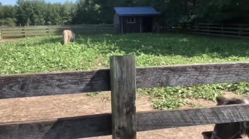 The Fear Footage: 3AM (2021) download