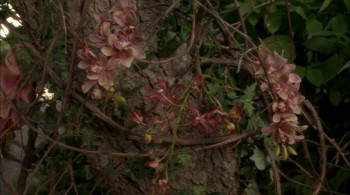 The Good Witch's Garden (2009) download