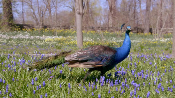 The Great American Tag Sale with Martha Stewart (2022) download