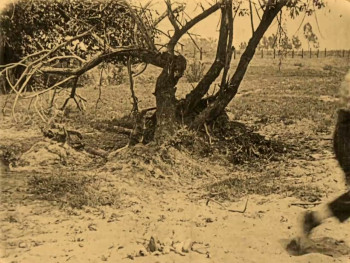 The Hayseed (1919) download