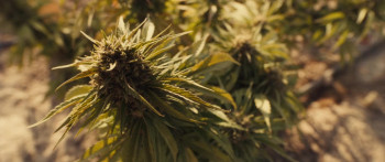 The Last Deal (2023) download