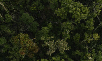 The Last Thing He Wanted (2020) download