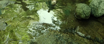 The Magician (2015) download