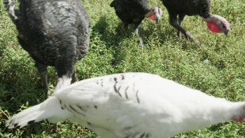 The Merchants of Joy (2025) download