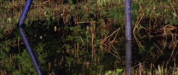 The Plague (2006) download