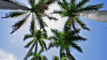 The Plus One (2023) download