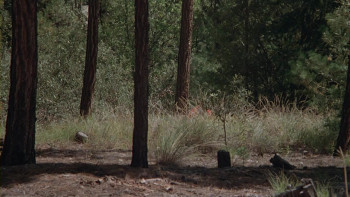 The Pursuit of D.B. Cooper (1981) download