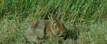 The Radleys (2024) download